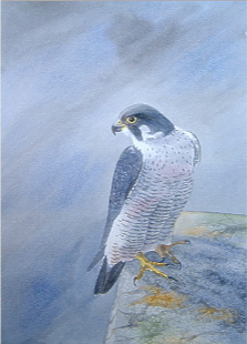 watercolour peregrine falcon