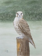 Saker falcon, watercolour painting